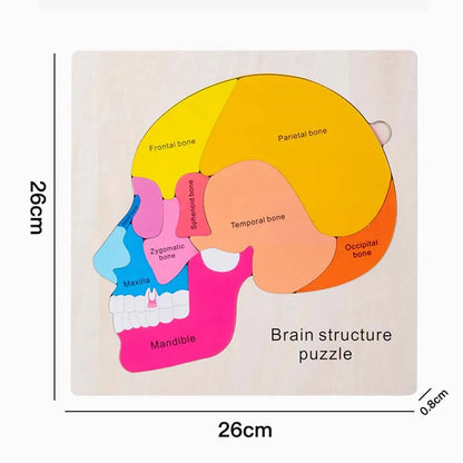 enseignement du corps humain